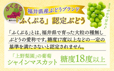 【種なし】【朝採れ】【秀品】上野梨園のシャインマスカット 農園直送【上野の葡萄】 / ぶどう フルーツ 果物 くだもの 贈答 お土産 種なし 旬 皮ごと食べる 　美容 ぶどう狩り 巨峰に負けない 爽や