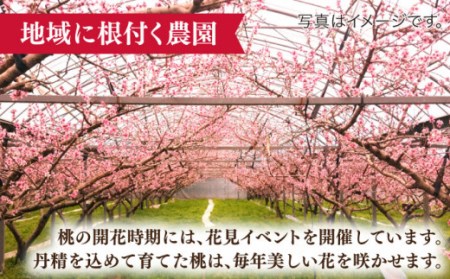 【2026年5月下旬-発送】桃 特別栽培ハウスもも 約2.5kg 化粧箱入り  / 桃 もも モモ フルーツ 果物 旬 / 南島原市 / ふくはちファーム / 福島農園 [SBS006]