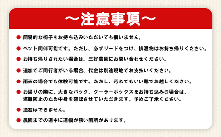 ＜三好農園のぶどう収穫体験チケット（大人2名様と小人1名様プラン）＞ 宇和ぶどう 葡萄 ブドウ 収穫 ぶどう狩り デラウェア ハニービーナス ブラックオリンピア ピオーネ シャインマスカット 巨峰 旅