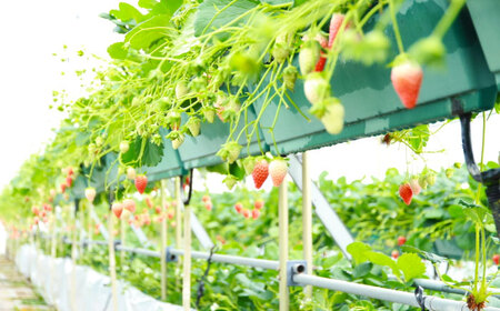 【先行予約】いちご あきひめ 250g×4パック[AUGA003]いちご