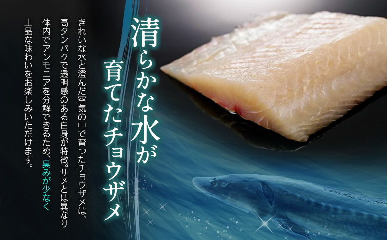 チョウザメの切り身70g×8パックセット 魚介 真空パック カット済み【B687】
