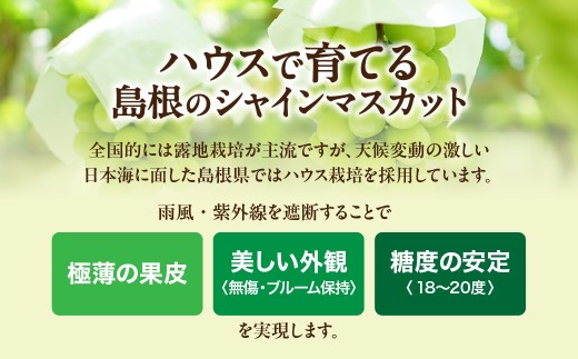 【先行予約】【数量限定】島根県産 シャインマスカット 500g 【215_0001】