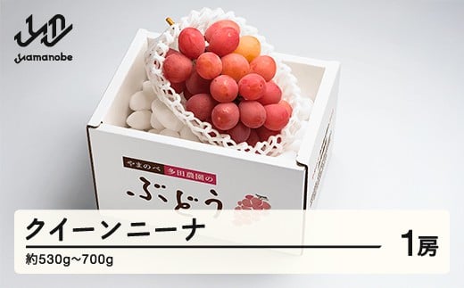 《先行予約》2026年 山形県産 クイーンニーナ 1房入り やまのべ多田農園のぶどう F20A-999