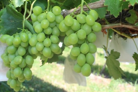 長野県青木村産ロザリオビアンコ(種あり)