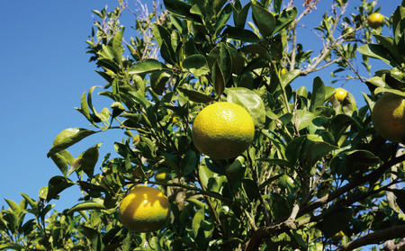 先行予約 スイートスプリング 約4kg 20個前後 2025年12月上旬から2026年1月下旬頃発送予定 ひでみかん