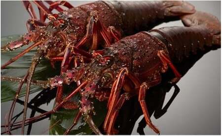 伊勢海老 約1kg（1~3尾）伊勢海老【kmgk0001】