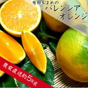 【ふるさと納税】数量限定：有田市生まれのバレンシアオレンジ（5kg）（A212-1）