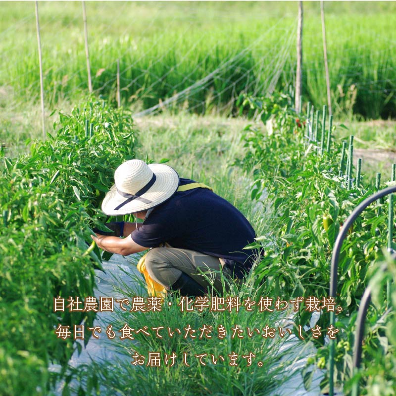 【竹のはなお食事券】季節のお野菜とおひさまパプリカコース（お土産付）【2人分】【2403L08203】