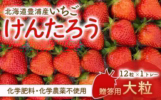 【2026.4月下旬以降順次出荷】贈答用いちご（大粒）　12粒1トレー 【 ふるさと納税 人気 おすすめ ランキング 果物 いちごイチゴ 苺 けんたろう パック 贈答用 北海道 豊浦町 送料無料 】 TYUW005