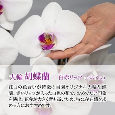 ふるさと納税 北本市 胡蝶蘭 白色赤リップ ヘルメス 大輪 3本立て |  | 02