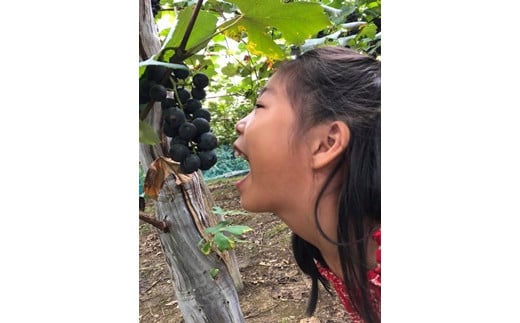 ＜予約受付開始！＞シャインマスカット入り！家庭用 ぶどう 詰め合わせセット 4パック入り 【747】