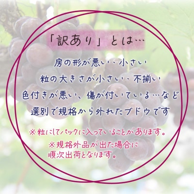 岡山　花笑み農園の『訳ありニューピオーネ』2kg　WP-2【2025年9月～順次発送】【配送不可地域：離島】
