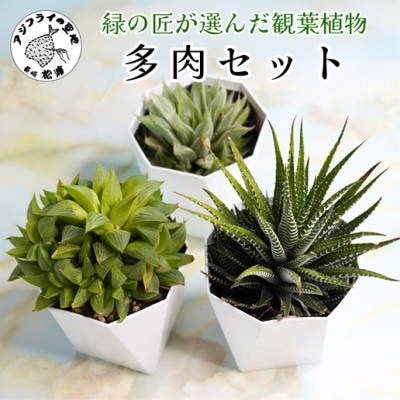 緑の匠が選んだ観葉植物　素敵な空間づくりに　多肉植物3種【配送不可地域：離島】【1637449】