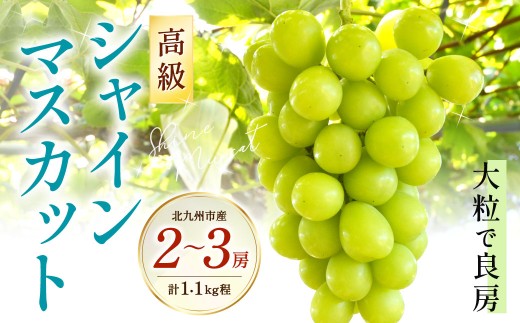 高級 シャインマスカット 2～3房セット《化粧箱入り》 計1.1kg程【2026年8月下旬～9月上旬発送予定】フルーツ 果物 大粒 良房 糖度 甘い 種なしマスカット 旬 季節 冷蔵 国産 福岡県 北九州市