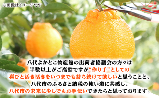 【先行予約】 不知火 約3kg しらぬい 柑橘  【2027年1月中旬より順次発送】