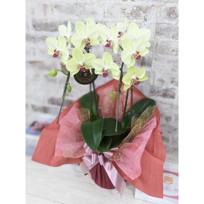 ふるさと納税 山口市 ☆金賞受賞☆希少!イエロー胡蝶蘭’日の出’小 ミディサイズ(2本立) D010 |  | 01