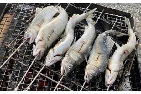 豊橋の新鮮な地下水の流れの中で健康に育てた『しずかのあゆ』冷凍１０尾セット
