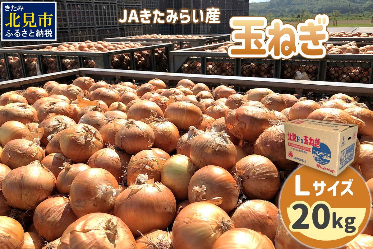 
            【予約】JAきたみらい産 玉ねぎ Lサイズ 20kg ( タマネギ たまねぎ 野菜 )【210-0002】
          
