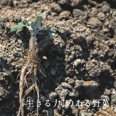 ふるさと納税 掛川市 【毎月定期便】しあわせ野菜畑の有機野菜　Sセット　(安心の有機JAS認証　オーガニック野菜)全12回 |  | 02