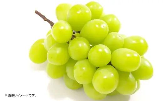 シャインマスカット ぶどう 4パック 約1.2kg マスカット ブドウ 葡萄 高級ぶどう 高級 果物 くだもの フルーツ 果実 甘み 皮ごと 国産 熊本県産 冷蔵 【 2027年7月下旬～8月下旬発送予定 】