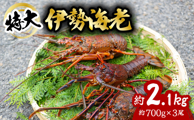 
伊勢海老 特大 約2.1kg 約700g×3尾 伊勢えび 伊勢エビ いせえび イセエビ 海老 えび エビ 海鮮 海産物 海の幸 おせち 高級 国産 海鮮 ギフト
