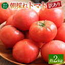 【ふるさと納税】【先行予約】【訳あり】朝採れトマト 約2kg 熊本県 八代市産 野菜 とまと 送料無料【2024年11月上旬より順次発送】