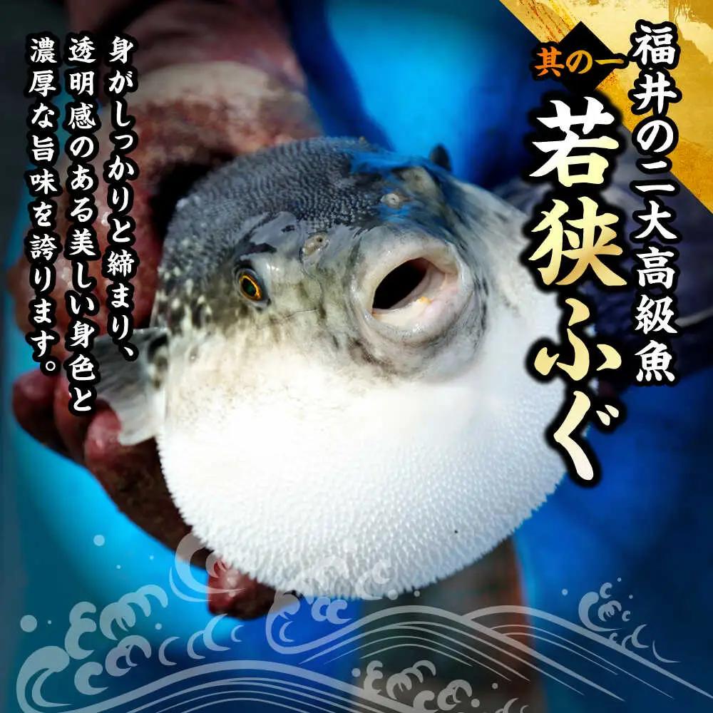 若狭ふぐ てっさ と 若狭まはた お刺身 セット【4人前】冷蔵 小浜市 / 若狭ふぐの宿 下亟【配送不可地域：北海道・沖縄・離島】[BFAF020] ふぐ