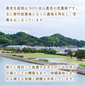 【1月下旬より発送】低農薬栽培はるみ 5kg | 数量選択可 はるみ みかん ミカン 蜜柑 柑橘 数量限定 愛媛県産 松山市 中島 低農薬 愛媛県 【NO023】