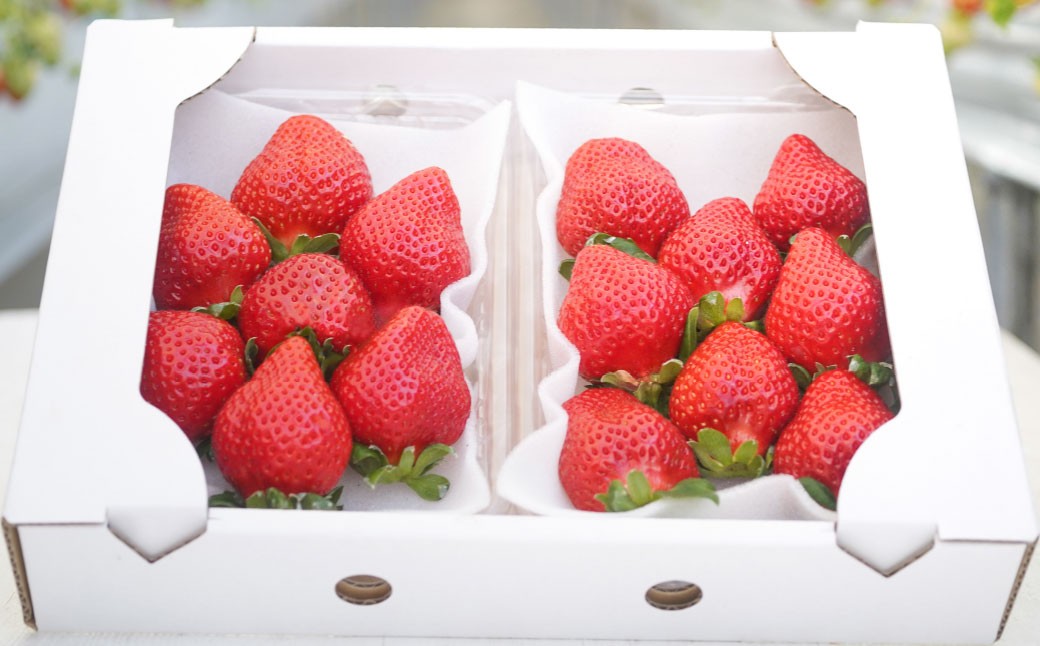 よかもんいちご 4品種食べ比べセット