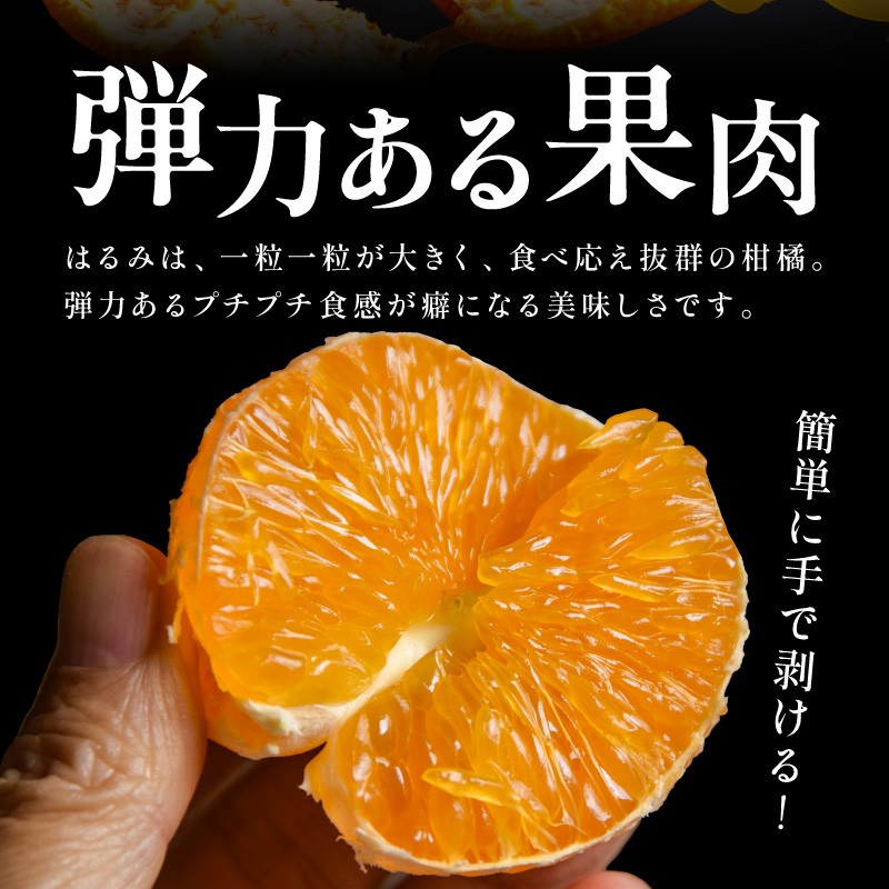 【2026年発送 先行予約品】