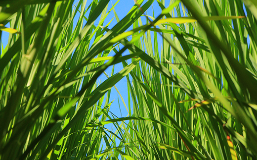 新米令和5年 『定期便』至福のササニシキ（精米）5kg 全12回 米 お米 おこめ ふるさと納税 山形県 新庄市 F3S-1599