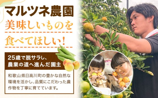 南高梅 約3kg マルツネ農園《6月上旬-7月上旬頃出荷》和歌山県 日高川町 梅 南高梅 うめ ウメ 梅酒 シロップ ジャム 手作り フルーツ 果物