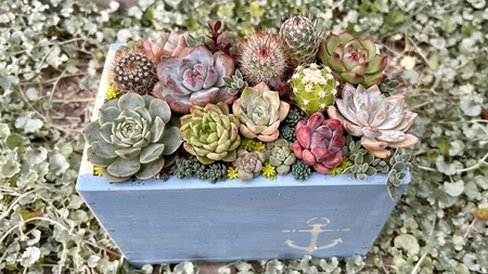 多肉植物の寄せ植えアレンジ ちびサボテン入り ／ aju succulent 植物 インテリア ガーデニング 15種 そのまま飾れる プレゼント ギフト 奈良県 葛城市