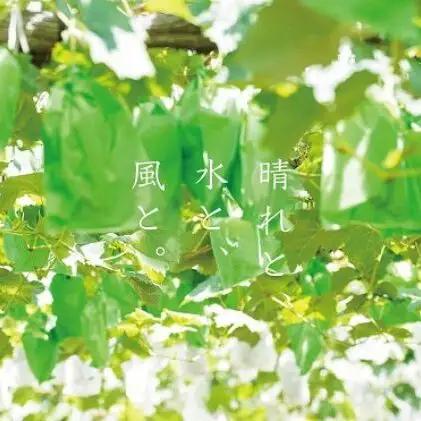 訳あり ニューピオーネ 2～3房 合計1.4kg以上 岡山県産 ピオーネ