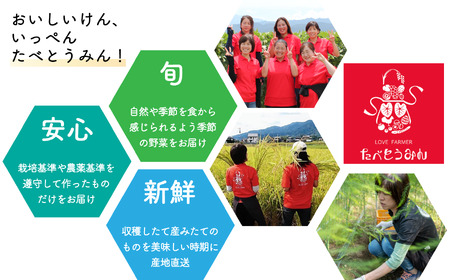 【定期便/3ヶ月お届け】たべとうみんの旬菜ボックス