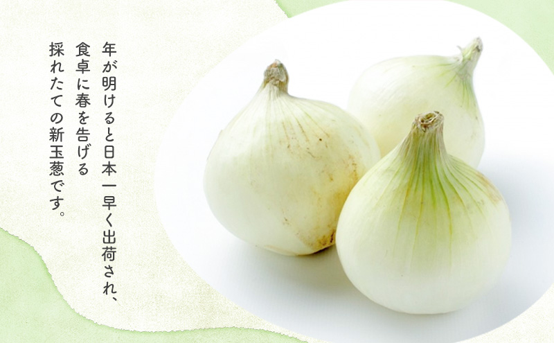 静岡県浜松市産 新玉葱 はるたま Lサイズ 10kg 約50個 野菜 新