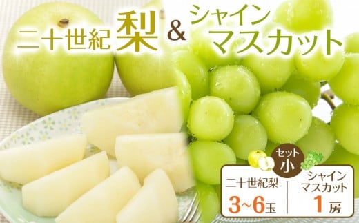 286.【先行予約】二十世紀梨とシャインマスカットのセット 小 ※8月下旬～9月下旬頃に順次発送予定【先行予約 梨 なし 果物 フルーツ くだもの 鳥取県 北栄町 おすすめ 人気 送料無料】