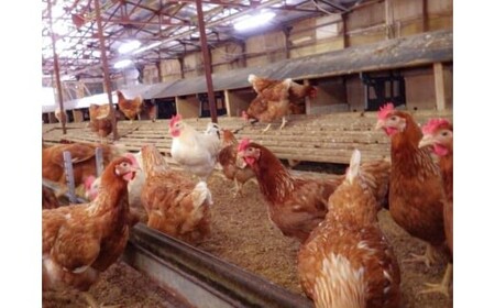 [平飼い有精卵30個] 濃厚な黄身が特徴 ワタナベファームのおてんば長女【平飼い有精卵あかり】｜矢板市産 こだわり卵 たまご 玉子 生卵 鶏卵 [0430]