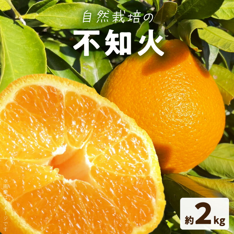 【ふるさと納税】自然栽培 不知火 約 2kg 6個 みかん 国産 高糖度 濃厚な味わい 柑橘の王様 天草産 柑橘 旬 フルーツ 果物 果実 果汁 ビタミンC デザート 食べ物 徳吉農園 常温 お取り寄せ 熊本県 天草市 送料無料