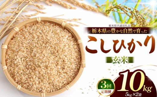 【先行予約】【定期3回】こしひかり（玄米）約 10kg 栃木県共通返礼品｜コシヒカリ 米 玄米 おいしい お米 こめ おこめ  国産 ごはん ご飯  米 おこめ 限定 ランキング 人気  ふるさと 納税 栃木県 那珂川町 送料無料