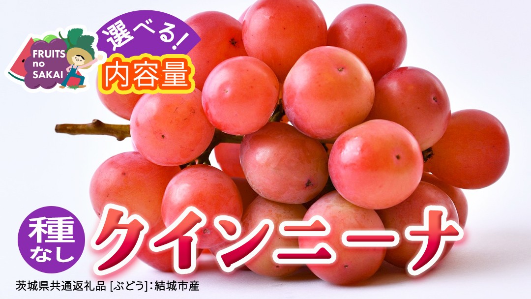 
                  ＼選べる内容量／ クインニーナ 約1.3kg～5kg 【2026年8月より発送開始】（茨城県共通返礼品 [ぶどう]：結城市産） ぶどう ブドウ 葡萄 クインニーナ 種なし 皮ごと 高級 国産 ふるさと納税
                
