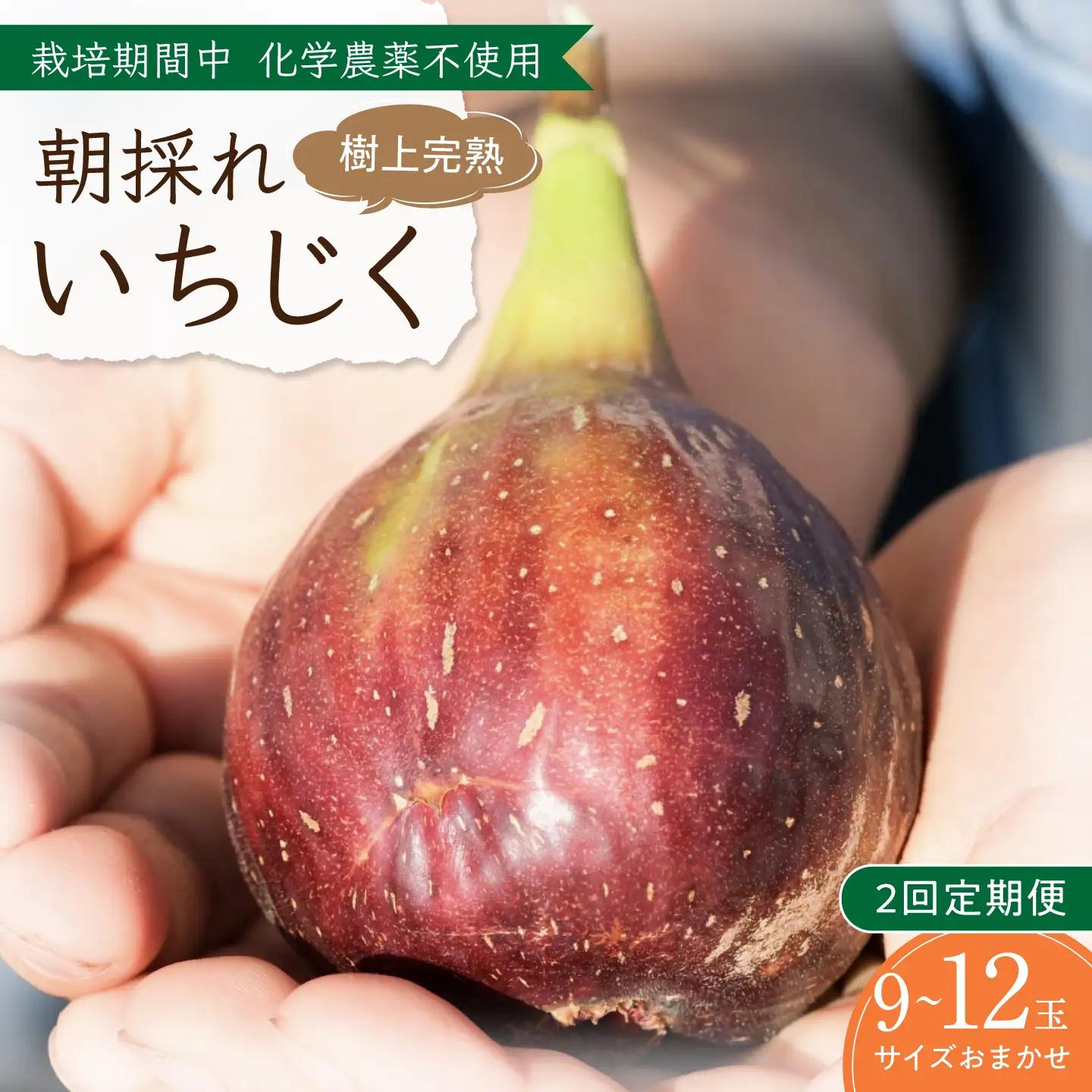 ＼申込期限は8月31日まで／【2回定期便】 完熟いちじく9-12玉（サイズおまかせ）『9月・10月お届け』/ tete.[ANJZ002]