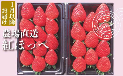 【 予約受付 】 いちご 紅ほっぺ 約560g （ 約280g × 2P ） 2025年 1月発送 いちご 苺 ストロベリー 産地直送 ご当地 果物 くだもの フルーツ デザート 朝どれ 完熟 食品 冷蔵 げんき農場 埼玉県 羽生市