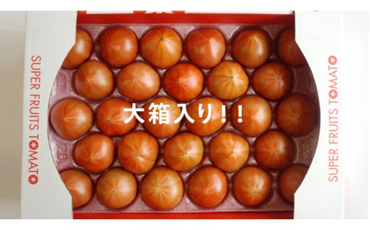 《 2027年 収穫分 》2～6月配送 スーパーフルーツトマト 大箱 約2.6kg × 1箱 (20～35玉/1箱) 糖度9度以上 先行予約 茨城県 桜川市 KEK 国産 トマト フルーツトマト ブラ