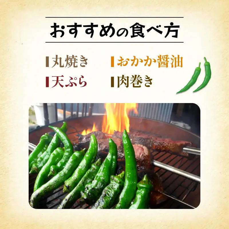 【5月中旬～11月下旬発送】 訳あり 万願寺とうがらし 1.8kg (900g×2箱) 