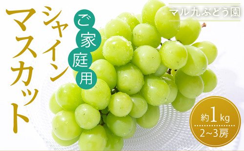 【2026年度_先行予約】【ご家庭用】シャインマスカット 約1kg〔2026年8月中旬より順次発送〕 232238_CR05-PR