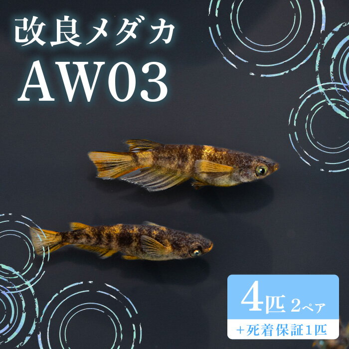 【ふるさと納税】680 メダカ AW03 2ペア(4匹) 改良メダカ【トリハタめだか】