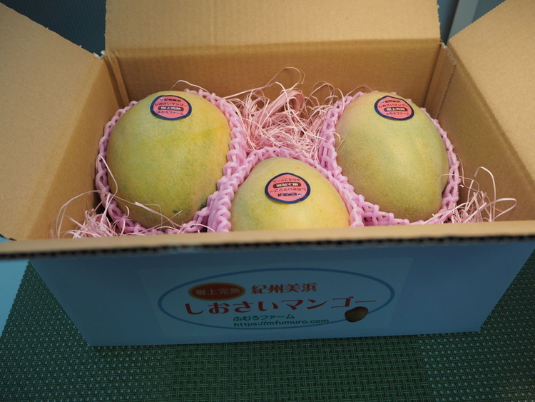 紀州美浜しおさいマンゴー2玉（1.2～1.3kg）
※着日指定不可