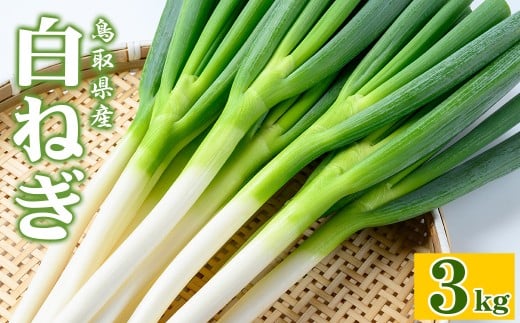 ＜11月上旬～4月下旬発送予定＞白ねぎ(3kg)【sm-DT001】【河岡農園】
