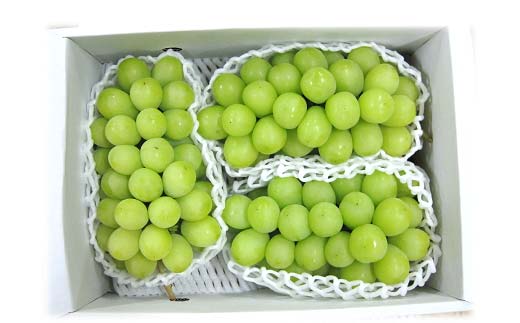 【令和8年産先行予約】 JA シャインマスカット 約1.5kg (2～4